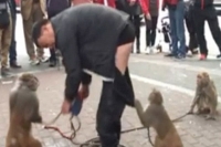 Cheeky monkey leaves man red faced by pulling his trousers down