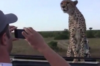 Cheetah chills out on safari tourists vehicle