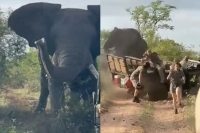 Viral video massive elephant rams safari truck off road as tourists run for their lives