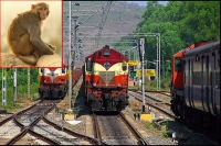 Monkey stops several trains