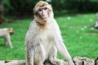 China reports first human death from monkey b virus all you need to know