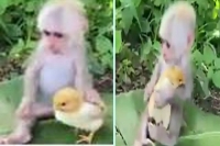 Viral watch heartwarming video of monkey kissing baby chicken to make him feel comfortable