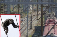 Macaques menace makes trains halt in guntur