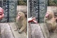 Viral video monkey awestruck by zoo visitor s magic trick netizens say what witchcraft is this