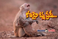 Monkey cries out for collapsed son