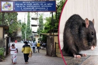 Patient bitten by rat in mumbais civic hospital dies mayor orders probe