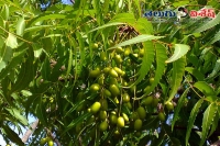 Neem seeds health benefits home remedies malaria bacterial infections