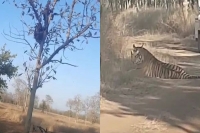 Viral video on confrontation with tiger two young man climbed the tree leaving bike