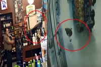 Caught on tape peacock goes on alcohol rage inside liquor store