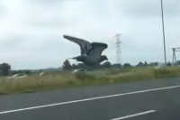 Pigeon spotted in the netherlands racing cars on the highway at 100 km h