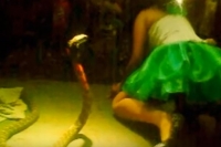 Indonesian singer dies after being bitten by a cobra while performing