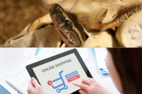 A person orders pythons eggs on online finally he got python eggs from africa