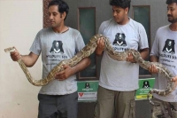 8 foot long python turns up inside iaf transport aircraft