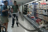 Massive snake found in supermarket fridge