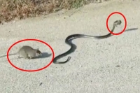 Mama rat saves baby from the jaws of a snake