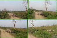 Ranger scramble up tree as furious mummy rhino chases to protect baby