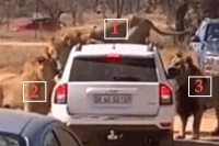 Lions scare tourists by climbing on top of car at safari park