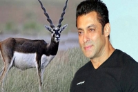 Rajasthan govt moves sc against salman khan in blackbuck poaching case