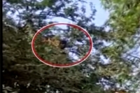 Youth climbs tree to escape covid vaccination in telangana