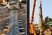 Critically endangered sawfish netted off karnataka coast fishermen reportedly auction it