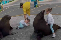 Video sea lion almost attacks little girl internet slams content hungry parents