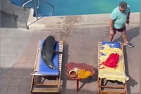 Sea lion comes on land swims in pool and steals man s chair