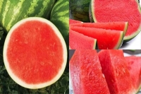 Seedless watermelon varieties developed by kerala agri university becoming popular