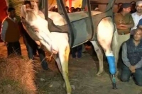 Shaktiman s leg amputated to save his life bjp worker held