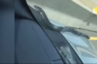 Snake crawls up moving car on a highway tries to get in