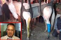 Injured police horse shaktimaan dies in dehradun