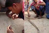 Man saves poisonous 10 foot cobra using straw to blow air in its mouth