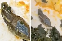 Flight attendant finds severed snake head in airline meal catering suspended