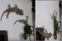 Lizard fights with snake for friend