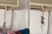 Snake comes out of an air conditioner to hunt its prey