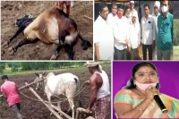 Son replaces bull to cultivate land in indravelli mandal of adilabad
