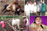 Son replaces bull to cultivate land in indravelli mandal of adilabad