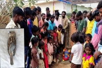 Villagers mourn death of sparrow that brightened their days