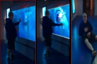 Man s terror as white shark lunges at him through glass tank