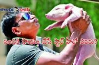 Star heroes fear with piglet movie