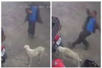 Man tries to kick stray dog but ends up falling hard in viral video