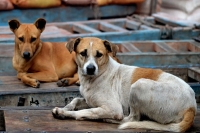 Shocking navi mumbai woman fined rs 8 lakh for feeding stray dogs