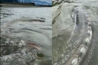 Video of monster sturgeon fish lurking in a river is leaving netizens in awe