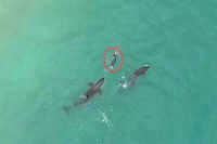 Killer whales surround new zealand woman in stunning drone footage
