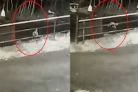 Toddler has a miraculous escape after falling off from jeep in dense munnar forest
