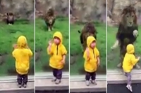 Lion attacks a child in zoo park