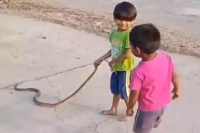 Viral video children play with snake holding its tail without fear