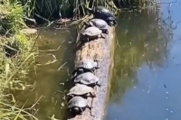 Turtles balance on wooden log in river in now viral video