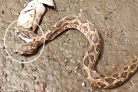 Rare two headed russell s viper snake found in maharashtra