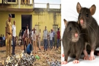 Uttar pradesh rats drank 1000l of alcohol in bareilly