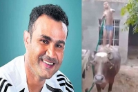 Sehwag shares buffalo bath video says urban people misses pleasure